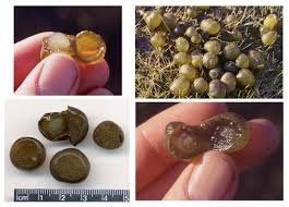 Attēlu rezultāti vaicājumam “Nostoc commune”