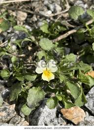 Attēlu rezultāti vaicājumam “Viola arvensis bud”