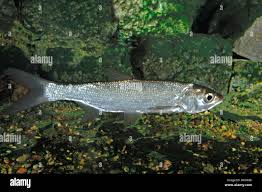 Image result for Aspius aspius