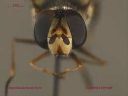 Attēlu rezultāti vaicājumam “Didea alneti”