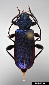 Attēlu rezultāti vaicājumam “Callidium violaceum”