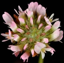 Attēlu rezultāti vaicājumam “Trifolium fragiferum”