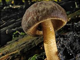 Attēlu rezultāti vaicājumam “Pluteus umbrosus”