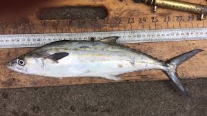 Image result for Scomberomorus maculatus