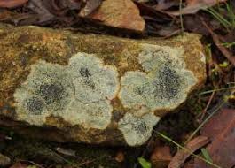 Attēlu rezultāti vaicājumam “Megalaria grossa”