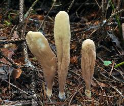 Attēlu rezultāti vaicājumam “Clavariadelphus ligula”