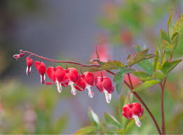 Image result for tränendes Herz