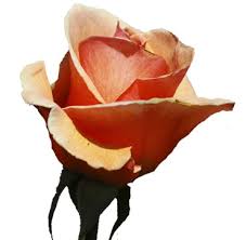 http://t0.gstatic.com/images?q=tbn:ANd9GcRg0w0au3xvA7SY11tBerPICM3X77AFfH3XYCmdzyKiB4FDmaMw