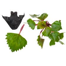 Attēlu rezultāti vaicājumam “Trapa natans leaf”