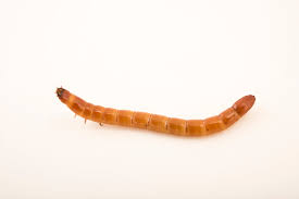 Attēlu rezultāti vaicājumam “Tenebrionidae”