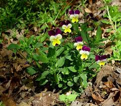 Attēlu rezultāti vaicājumam “Viola tricolor flower”