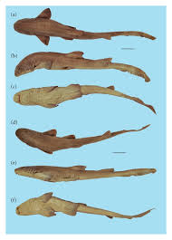 Image result for Paragaleus pectoralis