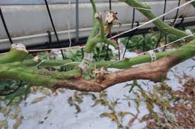 Attēlu rezultāti vaicājumam “Trichia botrytis stalked”