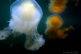 Image result for Phacellophora camtschatica