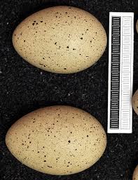 Attēlu rezultāti vaicājumam “Fulica atra eggs”