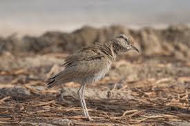 Image result for Cursorius cursor