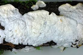 Attēlu rezultāti vaicājumam “Plicatura nivea”