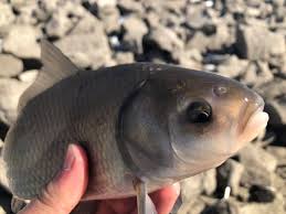 Image result for Ictiobus cyprinellus