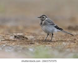 Attēlu rezultāti vaicājumam “Motacilla alba juvenile”