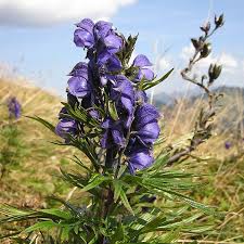 Image result for Eisenhut