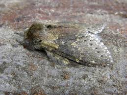 Attēlu rezultāti vaicājumam “Stauropus fagi”