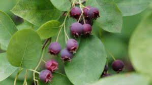 Attēlu rezultāti vaicājumam “Amelanchier spicata fruit”