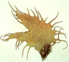 Attēlu rezultāti vaicājumam “Ptilidium ciliare”