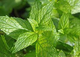 Image result for Melisse