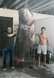 Image result for Epinephelus itajara