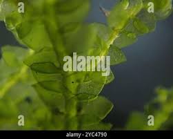 Attēlu rezultāti vaicājumam “Porella cordaeana”