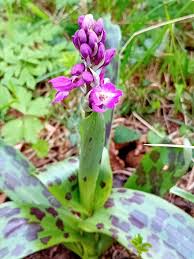 Attēlu rezultāti vaicājumam “Orchis mascula leaf”