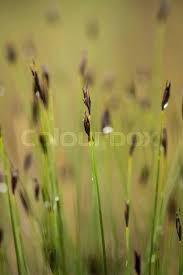 Attēlu rezultāti vaicājumam “Schoenus ferrugineus bud”