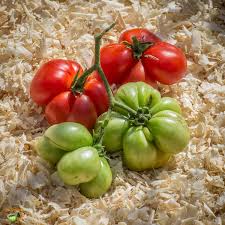 Afbeeldingsresultaat voor voyage tomato