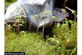 Attēlu rezultāti vaicājumam “Leptobryum pyriforme”