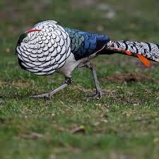 Image result for Chrysolophus amherstiae