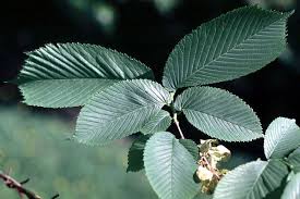 Attēlu rezultāti vaicājumam “Ulmus glabra leaf”