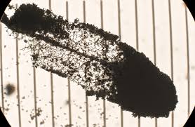 Attēlu rezultāti vaicājumam “Comatricha pulchella spores”