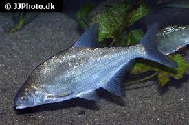 Image result for Blicca bjoerkna