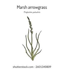 Attēlu rezultāti vaicājumam “Juncaginaceae”