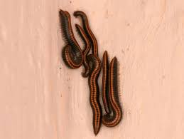 Attēlu rezultāti vaicājumam “Ommatoiulus vilnensis”