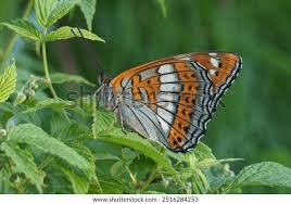 Attēlu rezultāti vaicājumam “Limenitis populi”