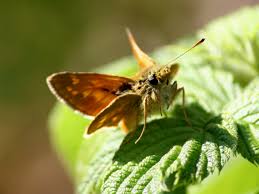 Attēlu rezultāti vaicājumam “Thymelicus lineola female”