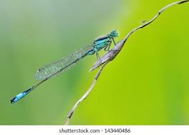 Attēlu rezultāti vaicājumam “Ischnura elegans”