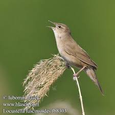 Image result for Locustella luscinioides