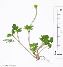 Attēlu rezultāti vaicājumam “Adoxa moschatellina”