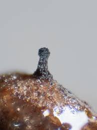 Attēlu rezultāti vaicājumam “Licea testudinacea sessile”