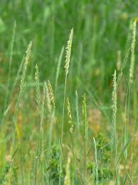 Attēlu rezultāti vaicājumam “Elytrigia repens”