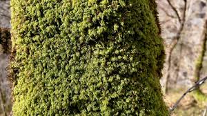 Attēlu rezultāti vaicājumam “Isothecium myosuroides”