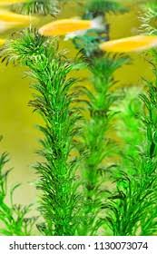 Attēlu rezultāti vaicājumam “Ceratophyllum submersum”