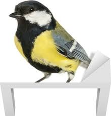 Attēlu rezultāti vaicājumam “Parus major male”